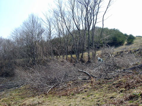 伐採現場